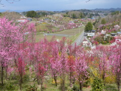 花もも