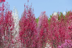花やしき公園