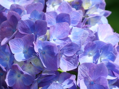 夏の花6(紫陽花)