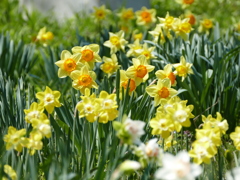 春の花