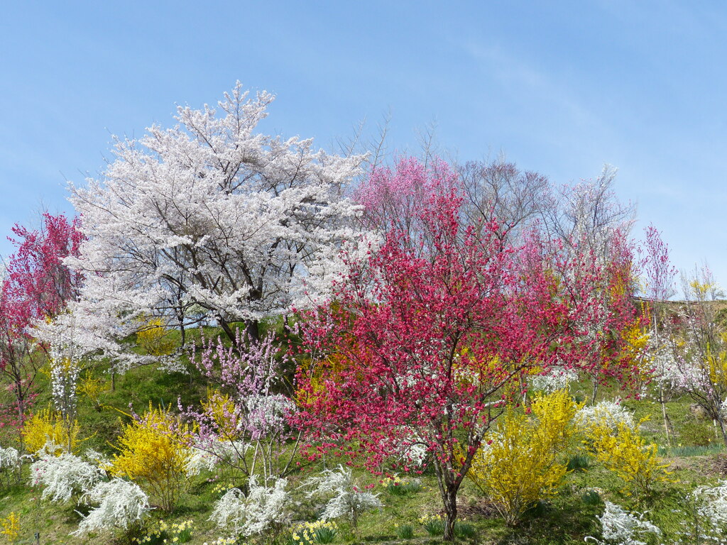 春の花8(花もも1)