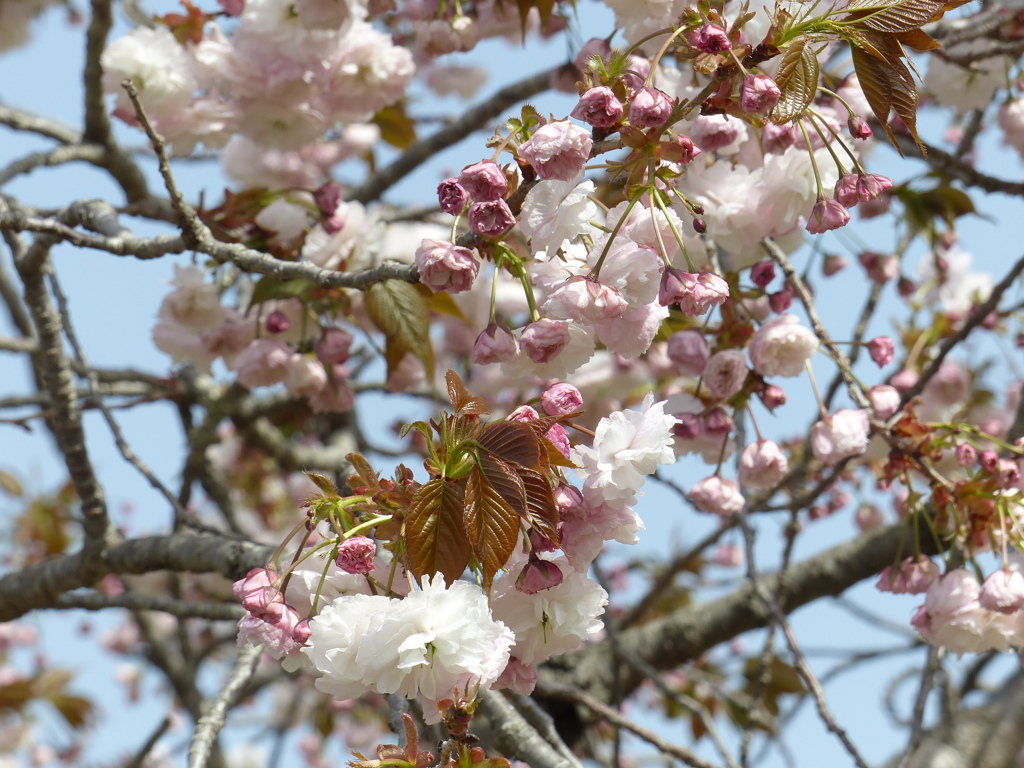 春の花13(桜5)