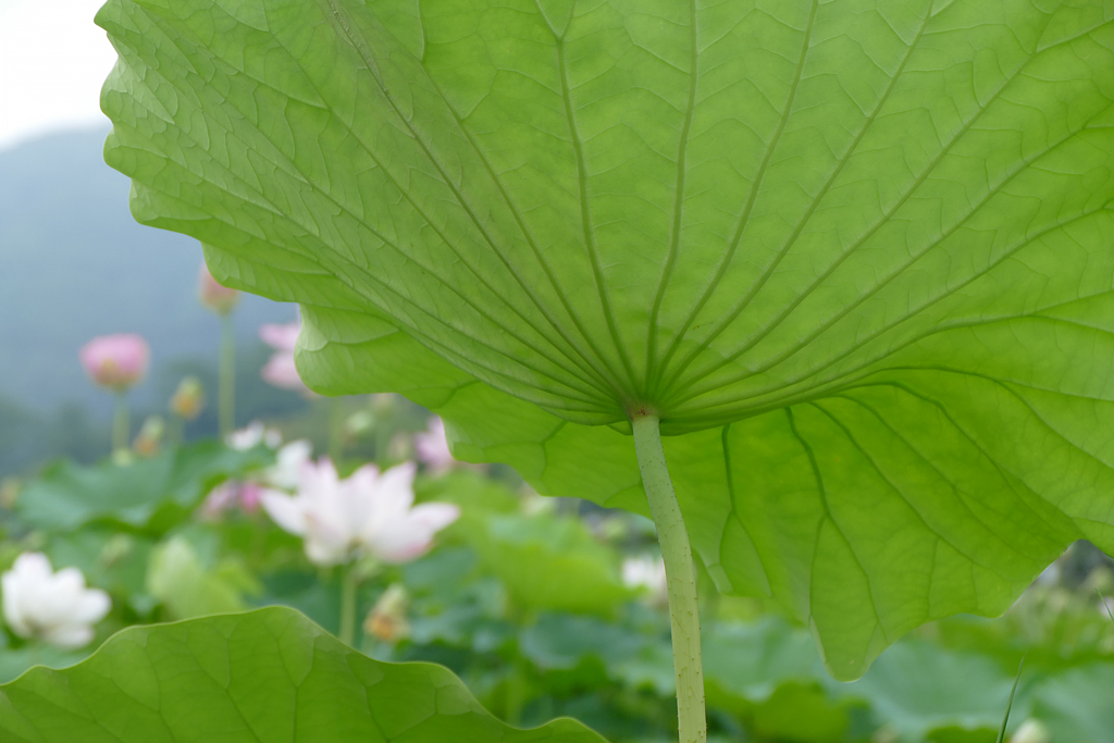 蓮池で