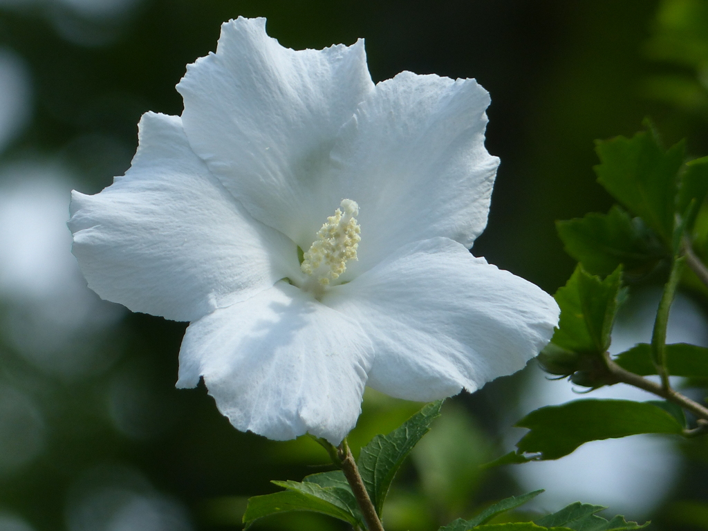 夏の花6(ムクゲ)
