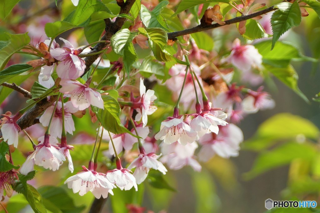 残りの桜を探して 