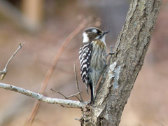 冬の里山で(コゲラ)    