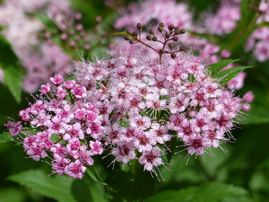 夏の花1(シモツケソウ)