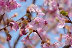 河津桜