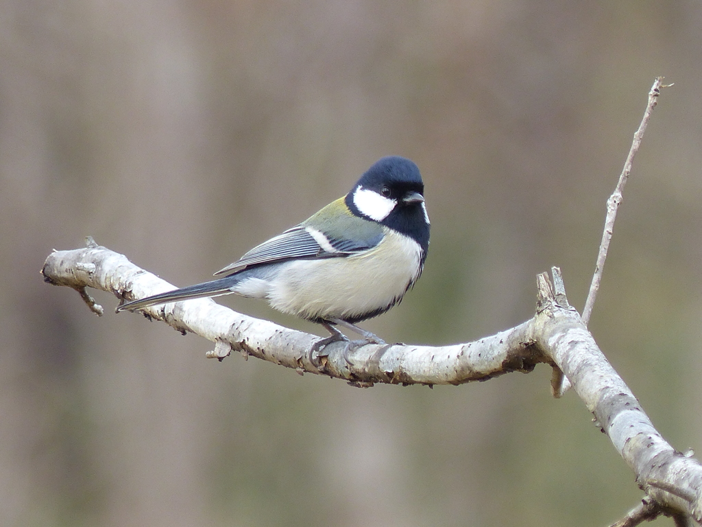 冬の里山で（シジュウカラ)