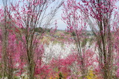 花やしき公園