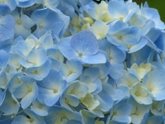 紫陽花