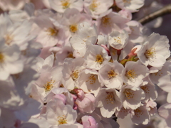 青空と桜
