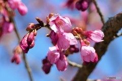 寒緋桜
