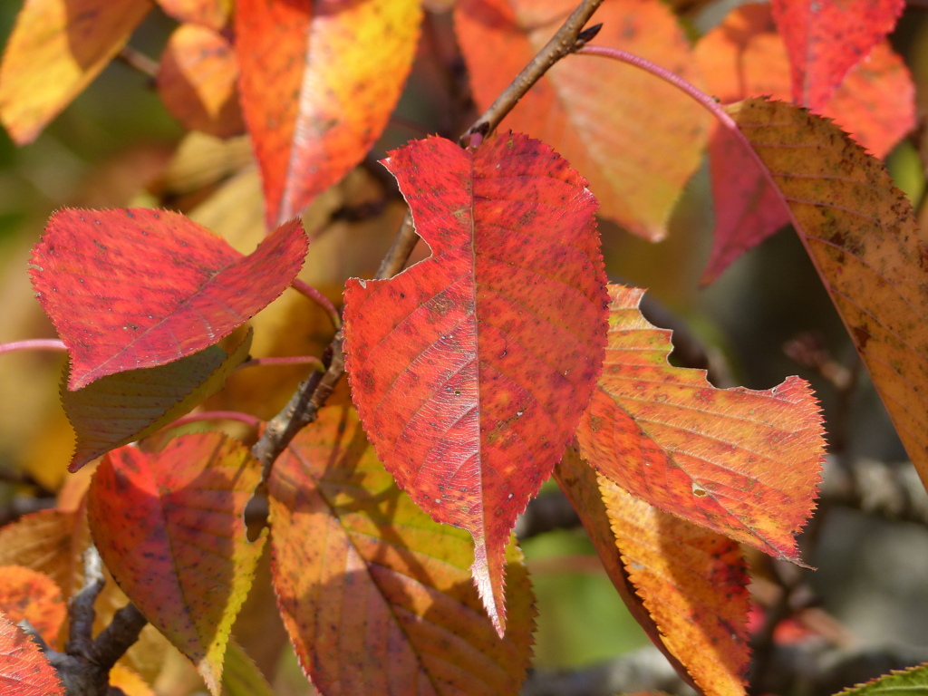 秋の里山で5(紅葉)