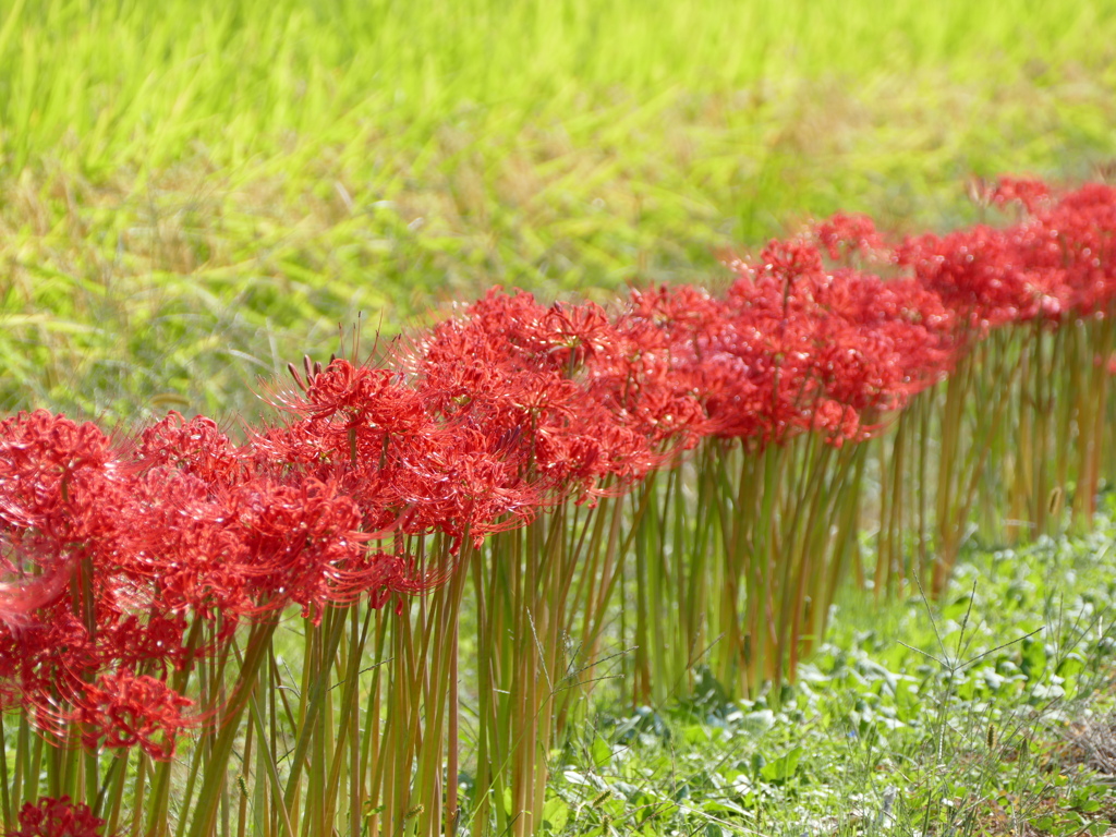 彼岸花