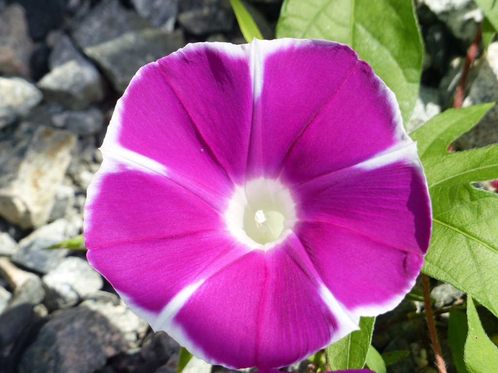 夏の花11(朝顔）