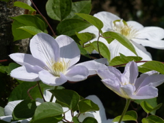春の花