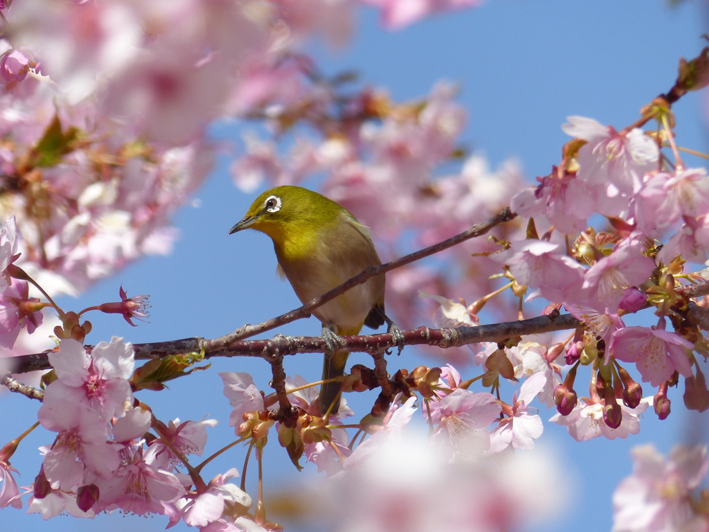 メジロ と桜