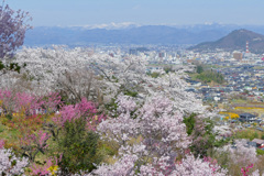 花見山 