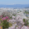 花見山 