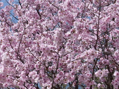 春の里山で6(桜7)