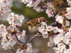 スズメと桜