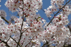 春の花