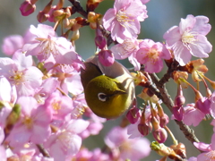 メジロ と桜