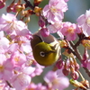 メジロ と桜