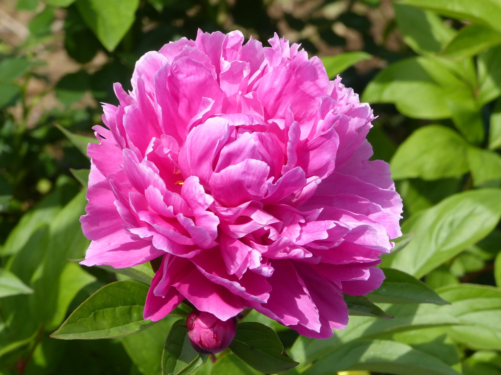 春の花