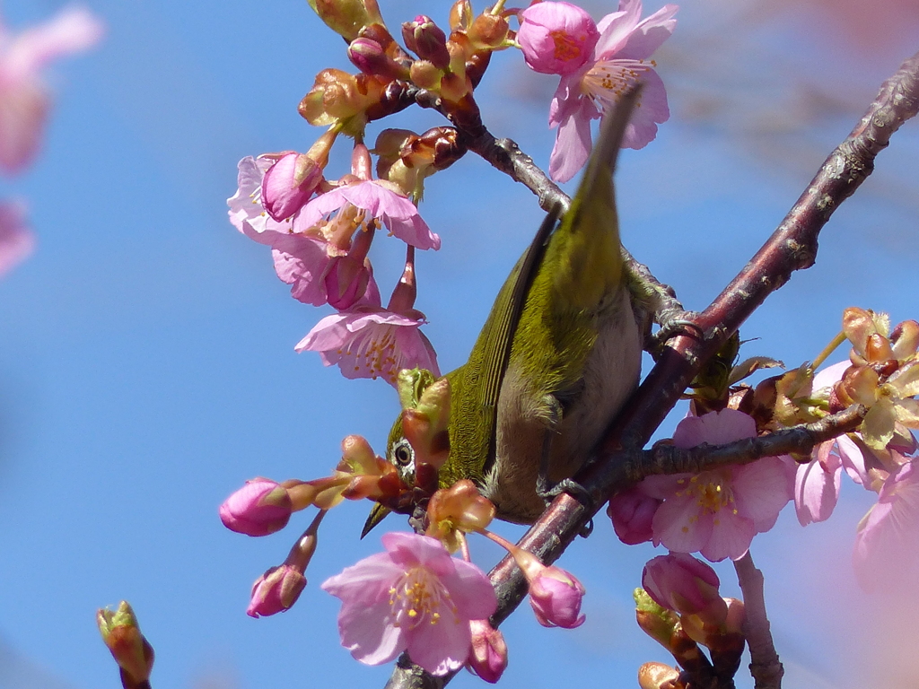 メジロ と桜