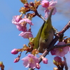 メジロ と桜