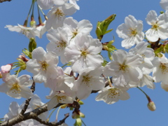 春の花1(桜1)