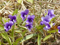 春の花