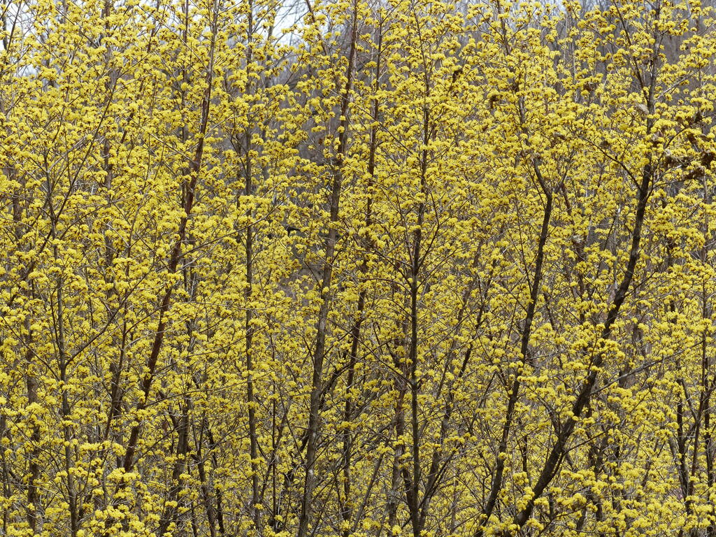 春8(春の花2)