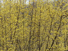 春8(春の花2)