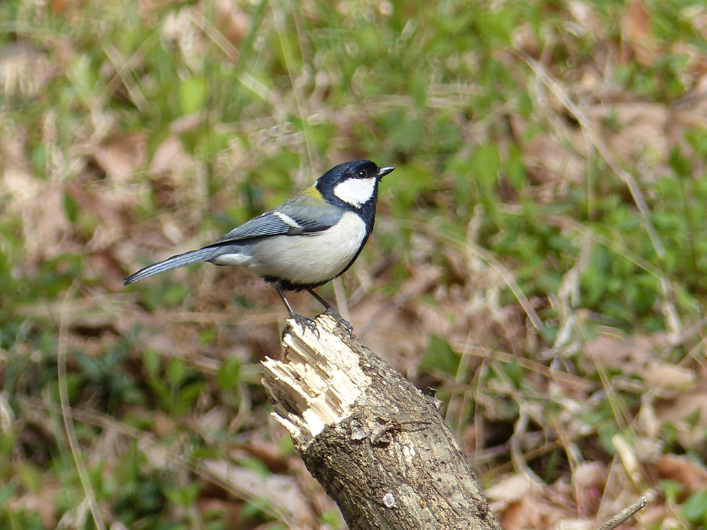 春の里山の小鳥たち( シジュウカラ）