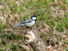 春の里山の小鳥たち( シジュウカラ）