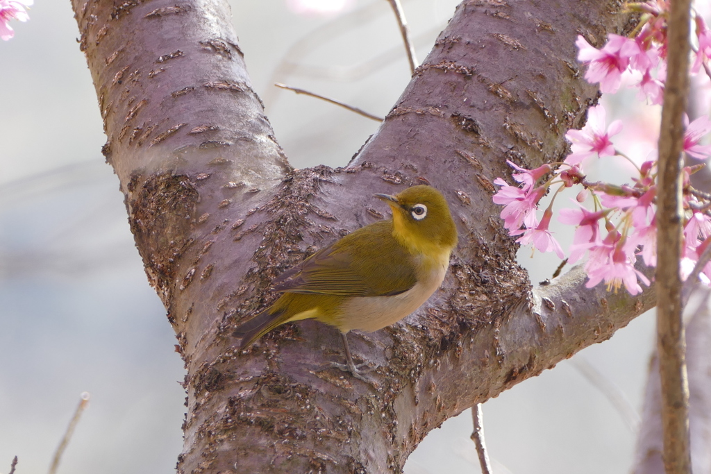 おかめ桜と春メジロ