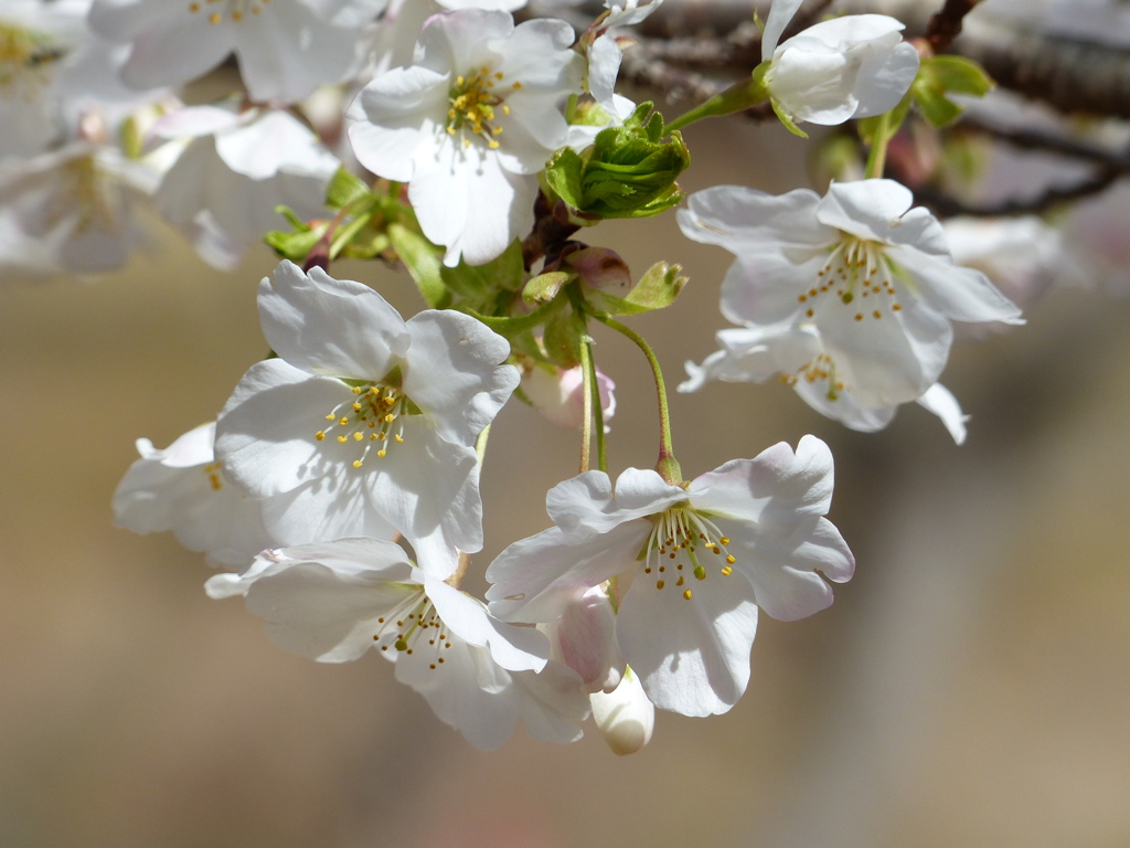 春9(春の花3)