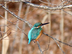 カワセミ