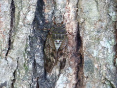 夏の里山で15昆虫(アブラセミ)