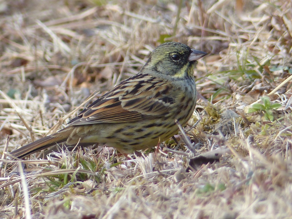 冬の里山で14(アオジ2)