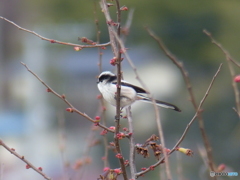 寒木瓜(カンボケ)の木々中で