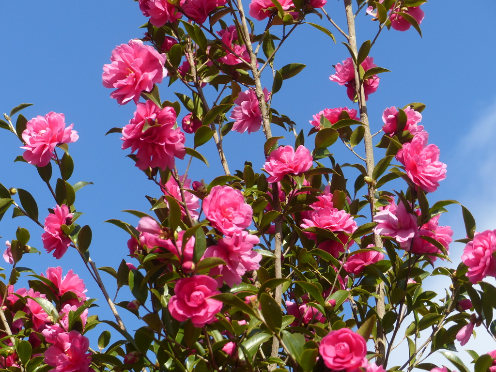 秋の里山で8(山茶花)