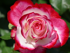 春の花18(バラ8)