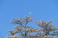 早朝の花見山