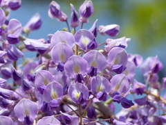 藤の花      