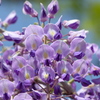 藤の花      