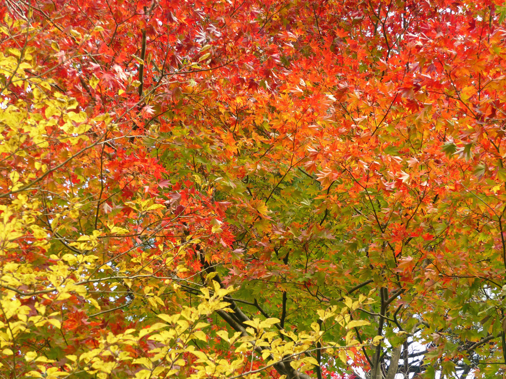 紅葉5
